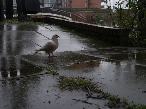 deansgate_canal_dove02